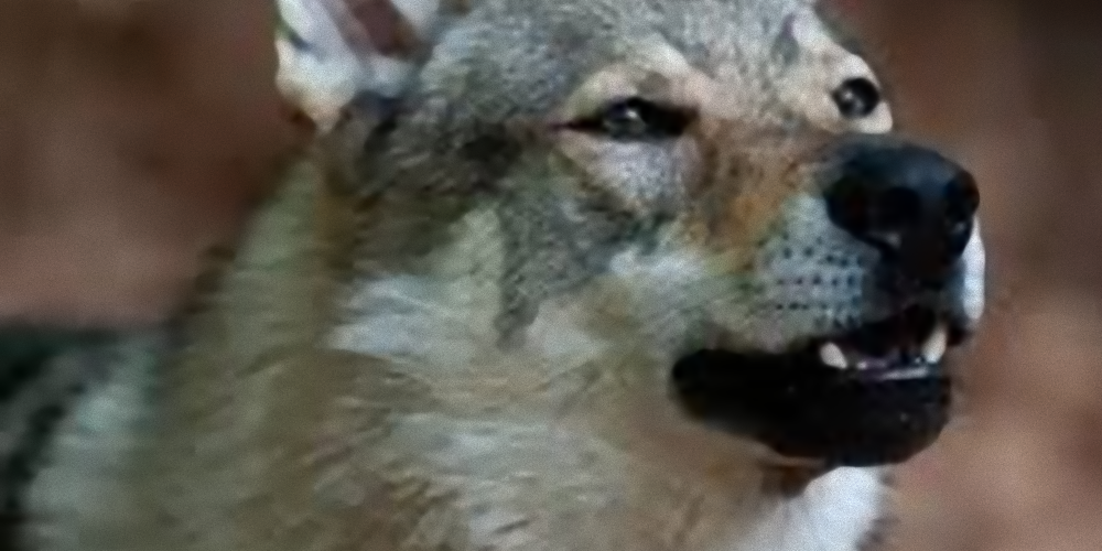 una passeggiata tranquilla copertina una passeggiata tranquilla