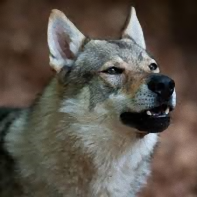 una passeggiata tranquilla copertina una passeggiata tranquilla