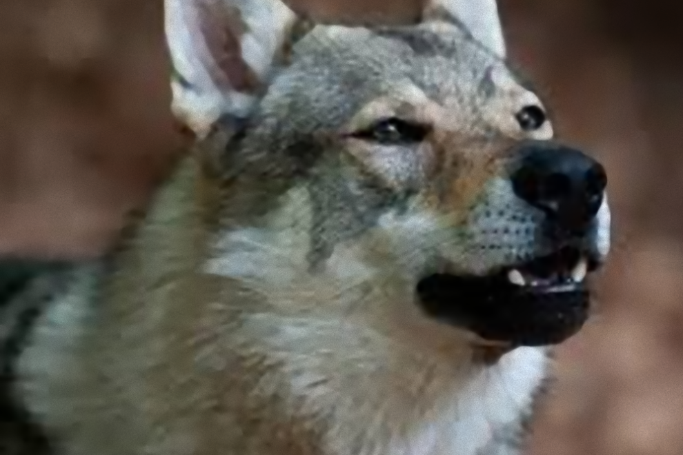 una passeggiata tranquilla